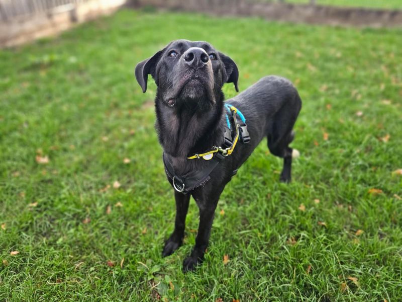 Nelly | Retriever (Labrador) Cross | Newbury (Berkshire) - 3