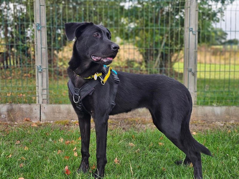 Nelly | Retriever (Labrador) Cross | Newbury (Berkshire) - 1
