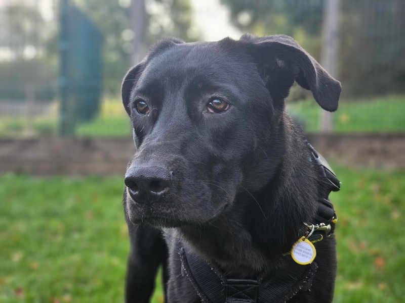 Nelly | Retriever (Labrador) Cross | Newbury (Berkshire) - 2
