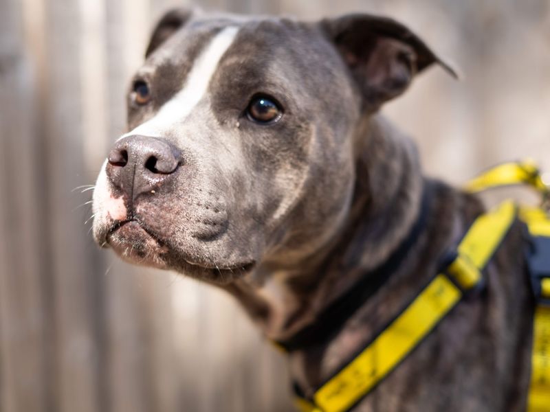 Joey | Terrier (Staffordshire Bull) | Newbury (Berkshire) - 4
