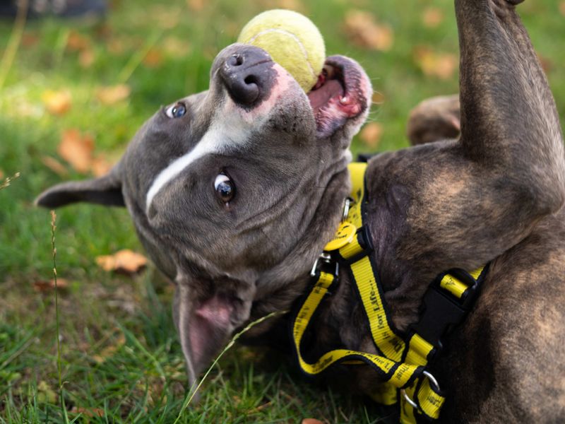 Joey | Terrier (Staffordshire Bull) | Newbury (Berkshire) - 6