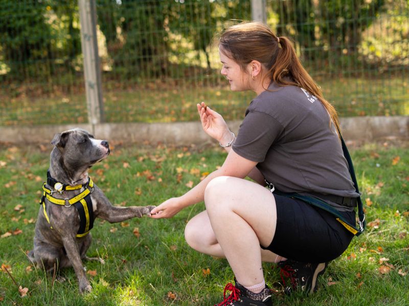 Joey | Terrier (Staffordshire Bull) | Newbury (Berkshire) - 5