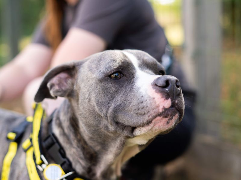 Joey | Terrier (Staffordshire Bull) | Newbury (Berkshire) - 3