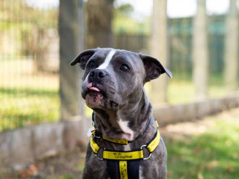 Joey | Terrier (Staffordshire Bull) | Newbury (Berkshire) - 1
