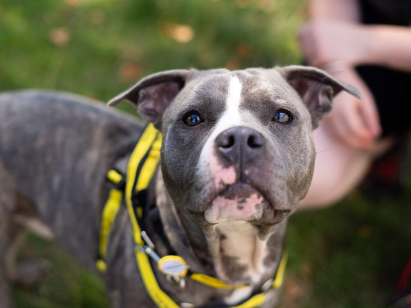 Joey | Terrier (Staffordshire Bull) | Newbury (Berkshire) - 2