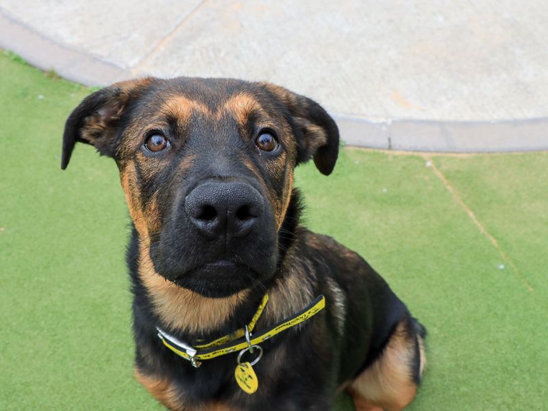 Bruce | German Shepherd Dog Cross | Evesham (Worcestershire) - 7