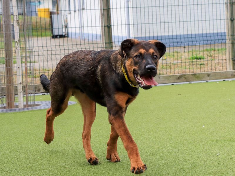 Bruce | German Shepherd Dog Cross | Evesham (Worcestershire) - 3