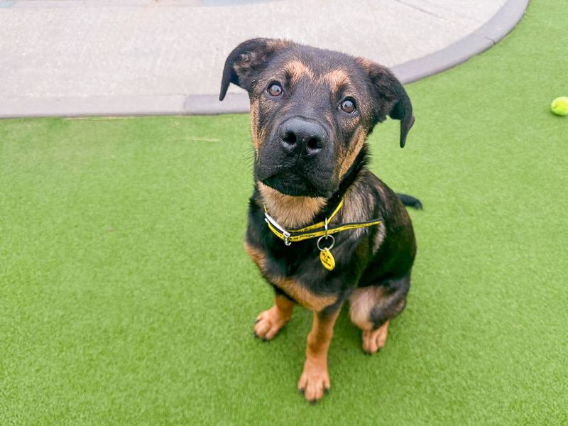 Bruce | German Shepherd Dog Cross | Evesham (Worcestershire) - 1