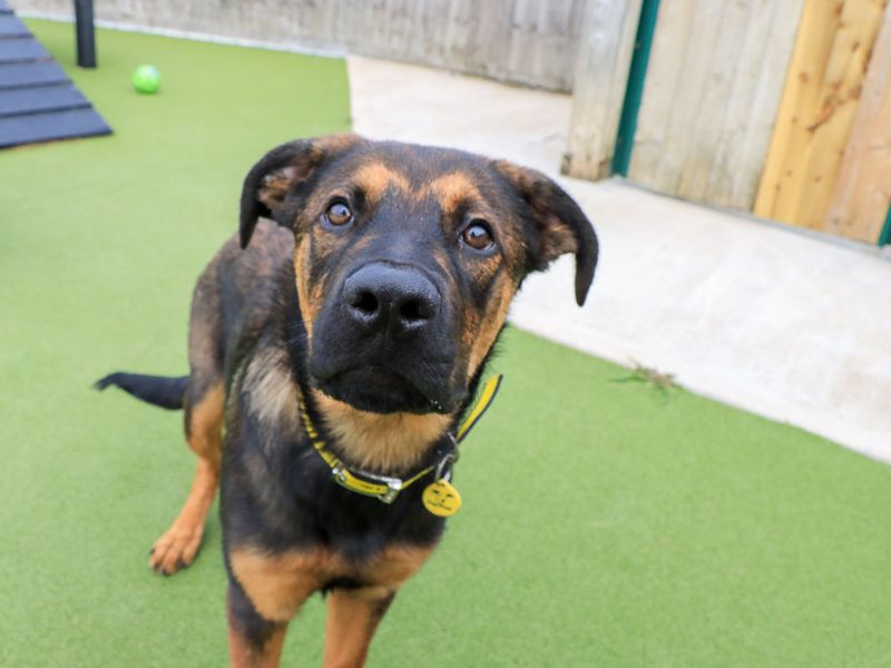 Bruce | German Shepherd Dog Cross | Evesham (Worcestershire) - 5