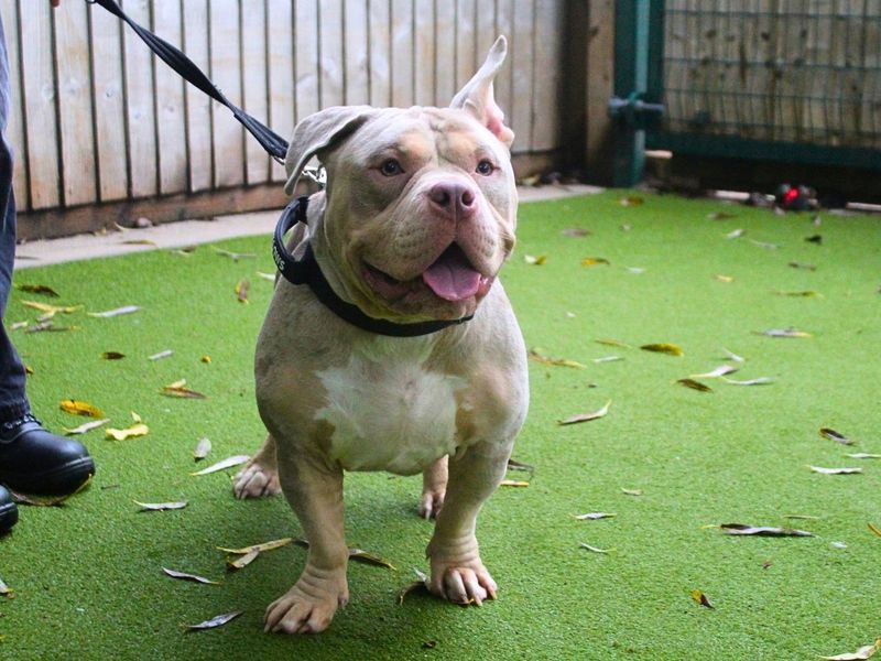 Phoenix | American Bully Pocket | Manchester - 1