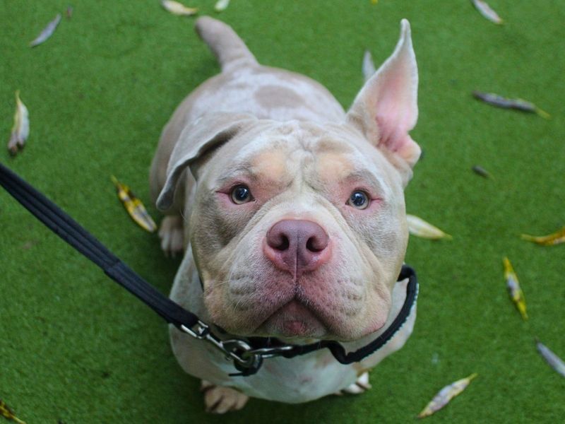 Phoenix | American Bully Pocket | Manchester - 2