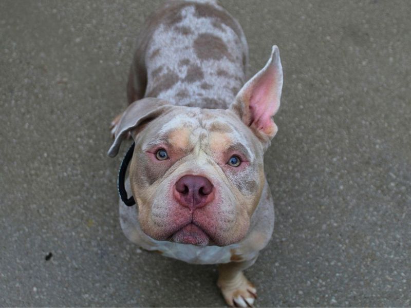 Phoenix | American Bully Pocket | Manchester - 4