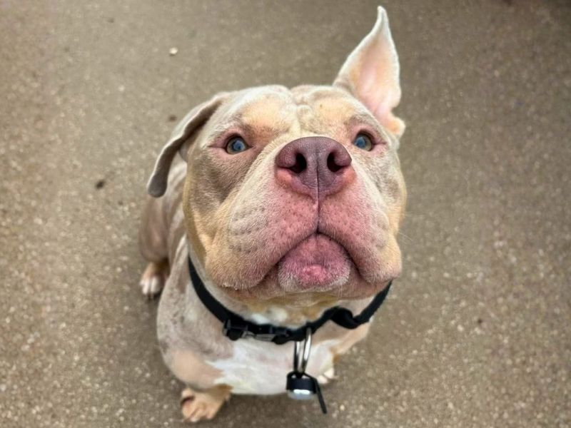 Phoenix | American Bully Pocket | Manchester - 6