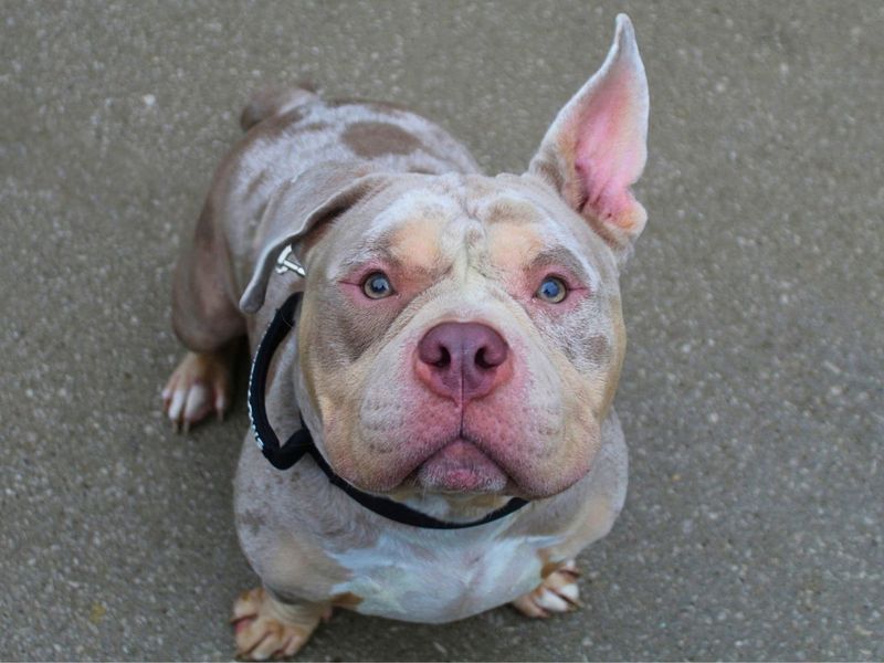 Phoenix | American Bully Pocket | Manchester - 5
