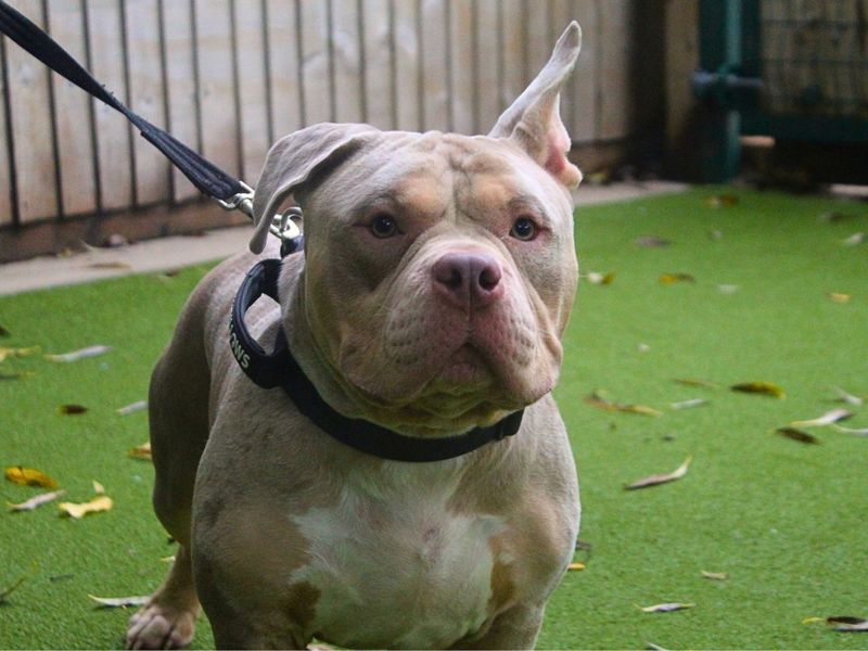 Phoenix | American Bully Pocket | Manchester - 3