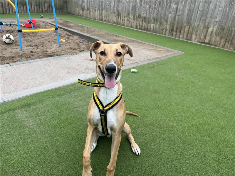 Dexter | Greyhound Cross | Cardiff - 3