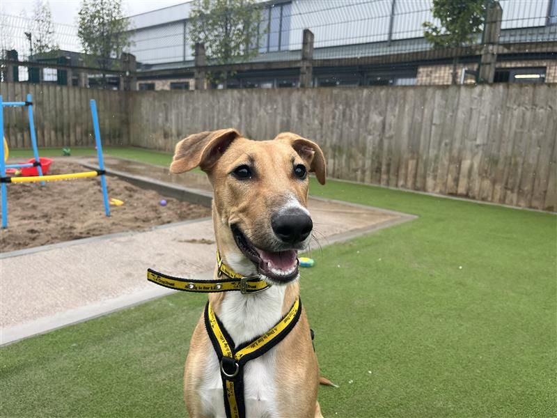 Dexter | Greyhound Cross | Cardiff - 2