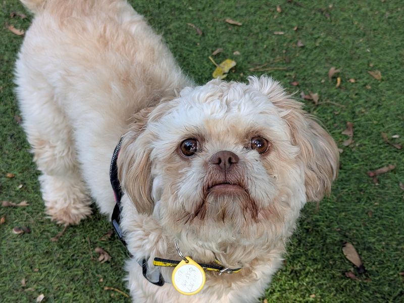 Shih Tzu Dogs And Puppies For Adoption