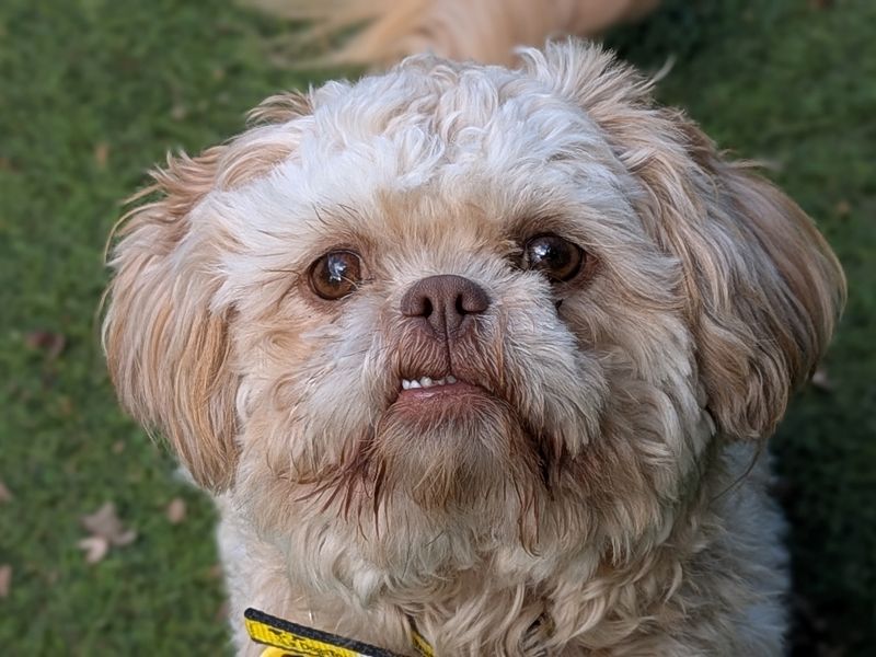 Cinnamon Bun | Shih Tzu | Merseyside (Liverpool) - 3