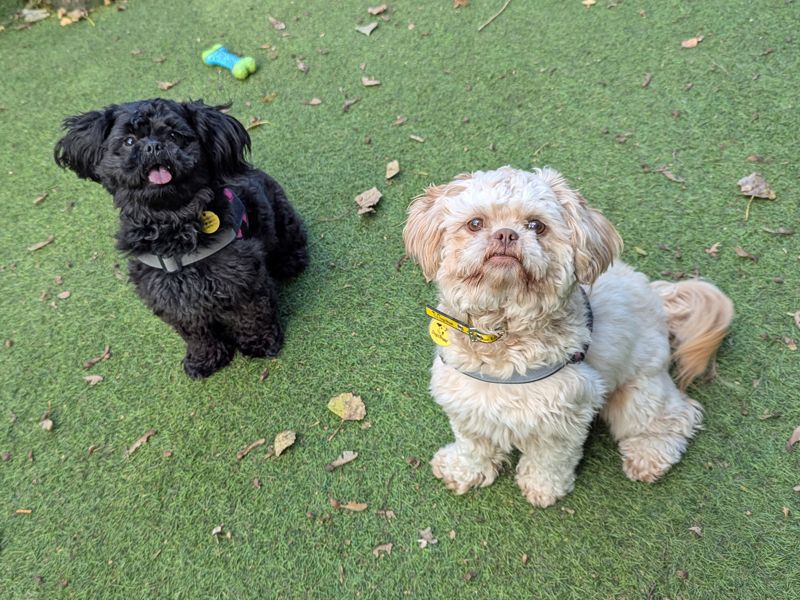 Cinnamon Bun | Shih Tzu | Merseyside (Liverpool) - 1