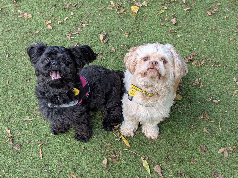 Midnyte Star | Shih Tzu | Merseyside (Liverpool) - 1
