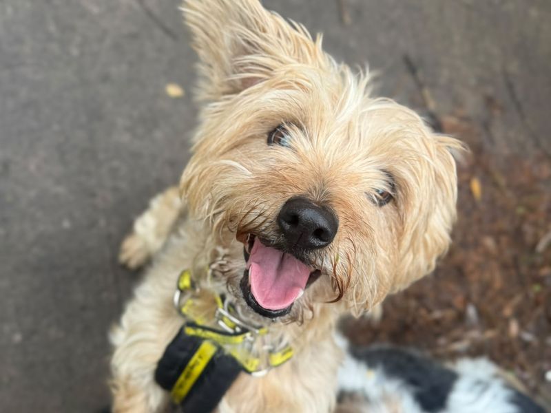 Woody & Jessie | Terrier (Jack Russell) Cross | Shrewsbury (Shropshire) - 2