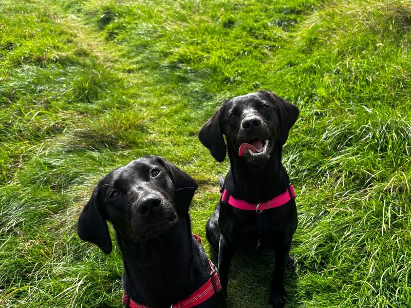 Lola & Maisie | Retriever (Labrador) | Shrewsbury (Shropshire) - 1