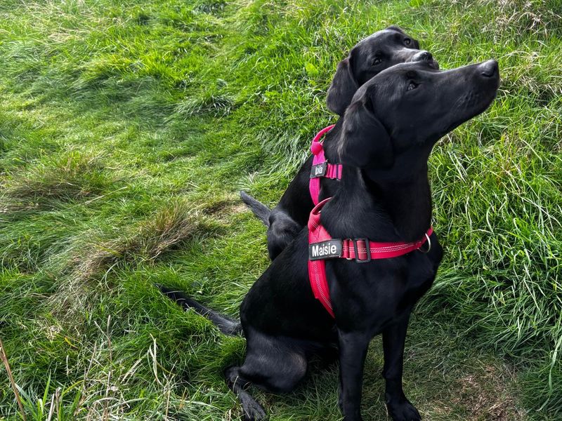 Lola & Maisie | Retriever (Labrador) | Shrewsbury (Shropshire) - 2