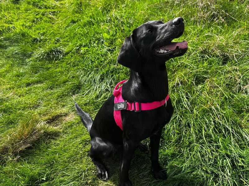 Lola & Maisie | Retriever (Labrador) | Shrewsbury (Shropshire) - 3