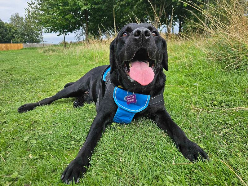 Will | Retriever (Labrador) Cross | Leeds - 5