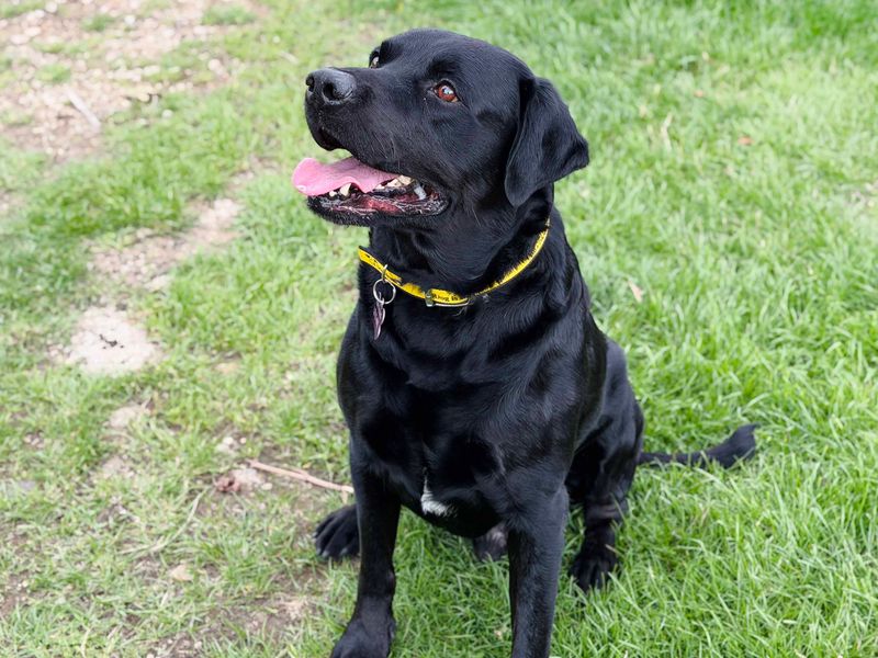 Will | Retriever (Labrador) Cross | Leeds - 4