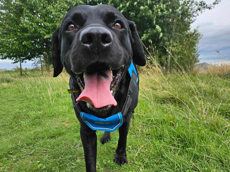 Will | Retriever (Labrador) Cross | Leeds - 3