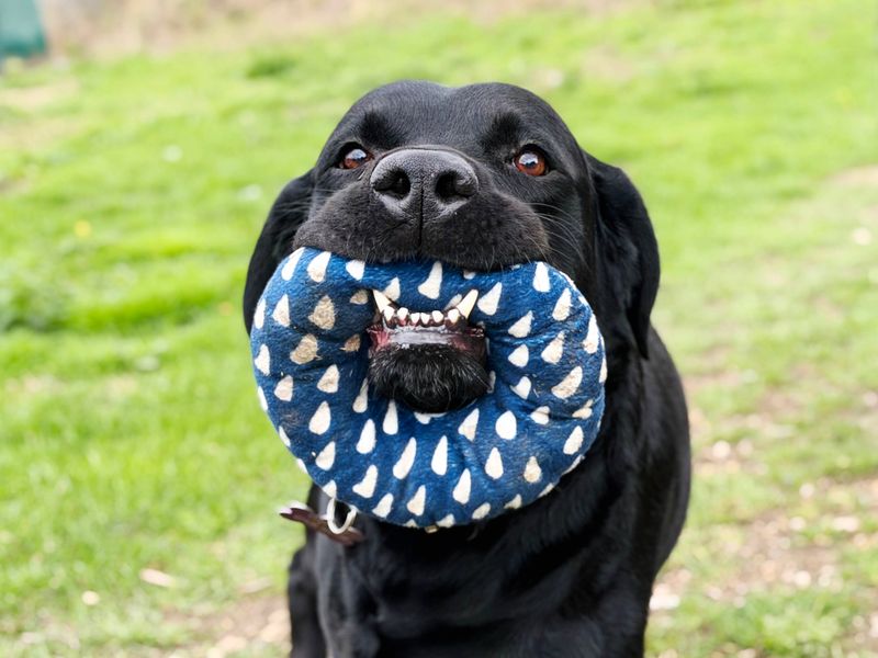 Will | Retriever (Labrador) Cross | Leeds - 1