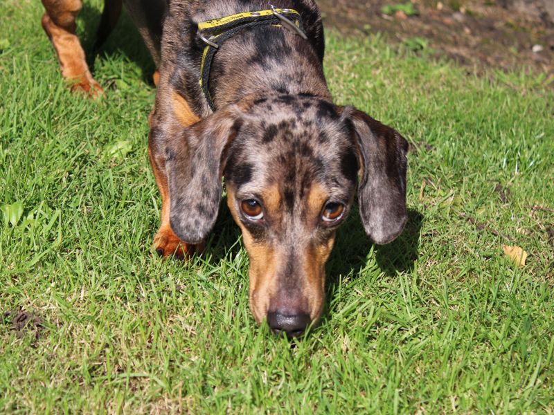 Oscar | Dachshund (Smooth Haired) | Merseyside (Liverpool) - 3