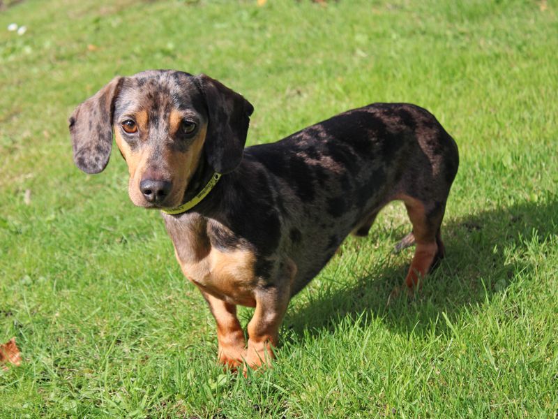 Oscar | Dachshund (Smooth Haired) | Merseyside (Liverpool) - 1