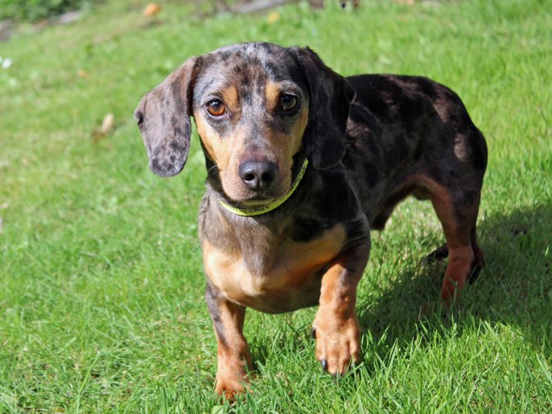 Oscar | Dachshund (Smooth Haired) | Merseyside (Liverpool) - 4