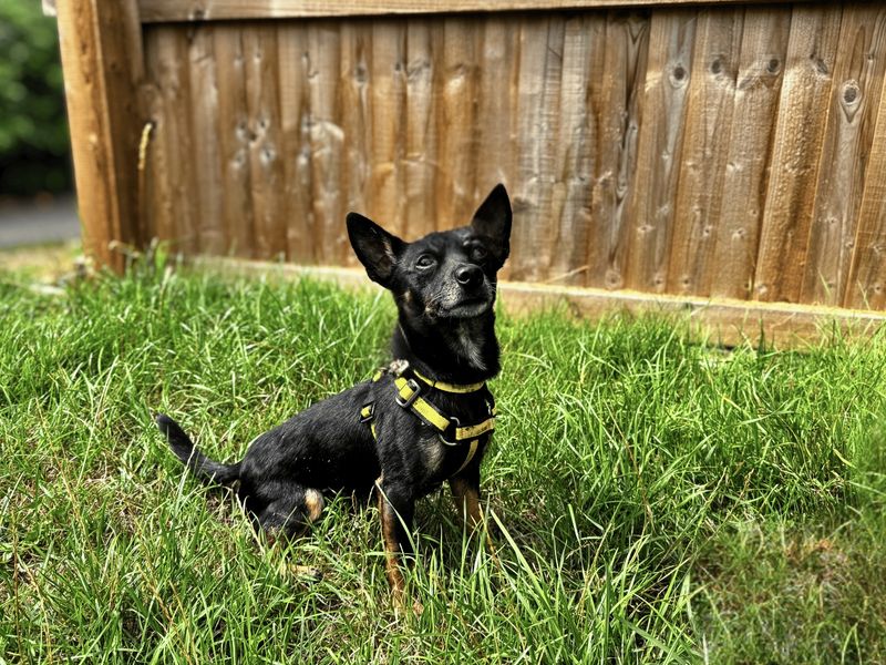 Arlo