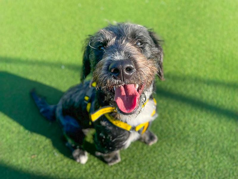 Panda | Terrier (Staffordshire Bull) Cross | Basildon (Essex) - 2