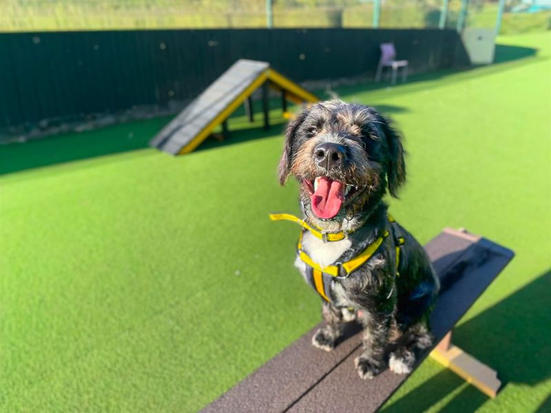 Panda | Terrier (Staffordshire Bull) Cross | Basildon (Essex) - 4