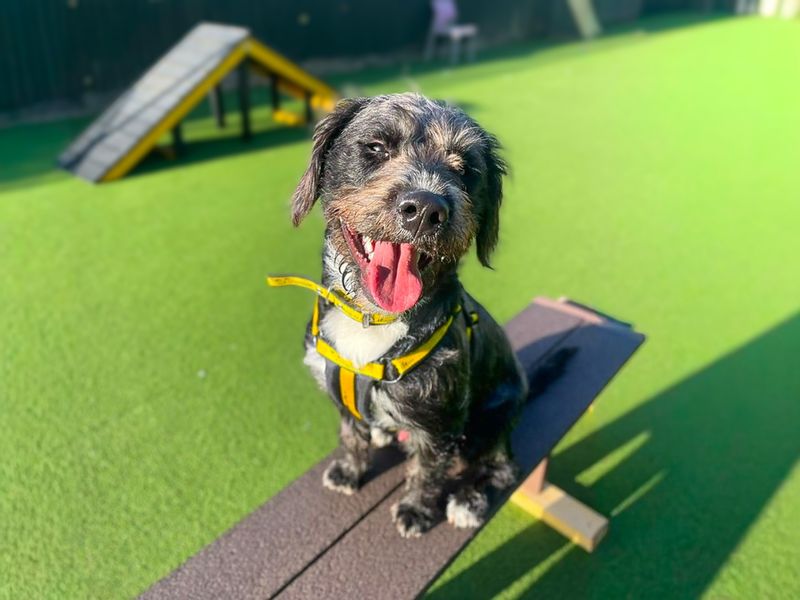 Panda | Terrier (Staffordshire Bull) Cross | Basildon (Essex) - 3