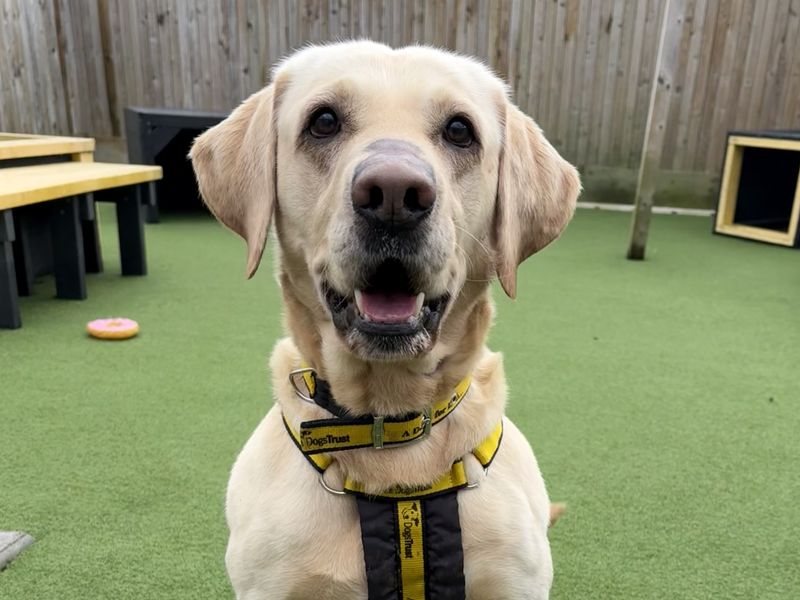Adopt a Retriever (Labrador) Rescue Dog | Otto | Dogs Trust