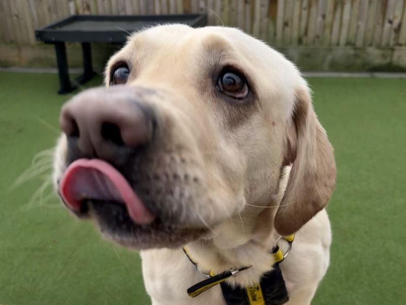 Otto | Retriever (Labrador) | Ballymena (Northern Ireland) - 2