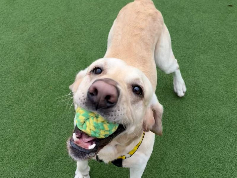 Adopt a Retriever (Labrador) Rescue Dog | Otto | Dogs Trust