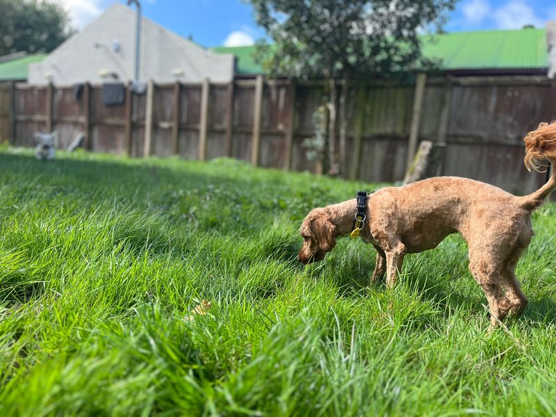 Maple | Poodle (Standard) Cross | Bridgend (Wales) - 2