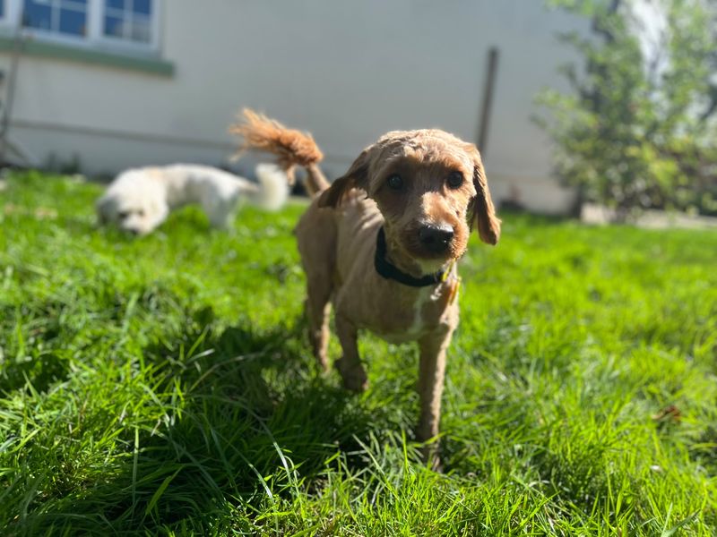Maple | Poodle (Standard) Cross | Bridgend (Wales) - 1