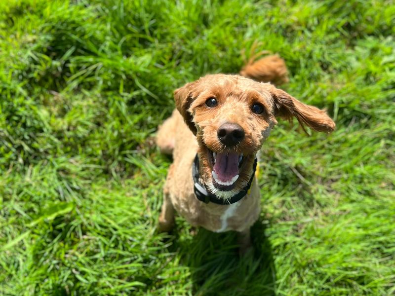 Maple | Poodle (Standard) Cross | Bridgend (Wales) - 3