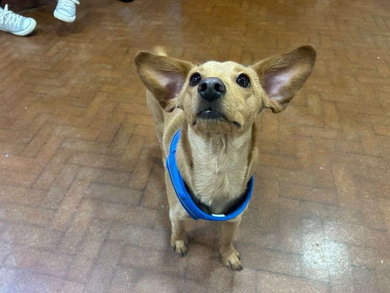 Chihuahua Dogs And Puppies For Adoption