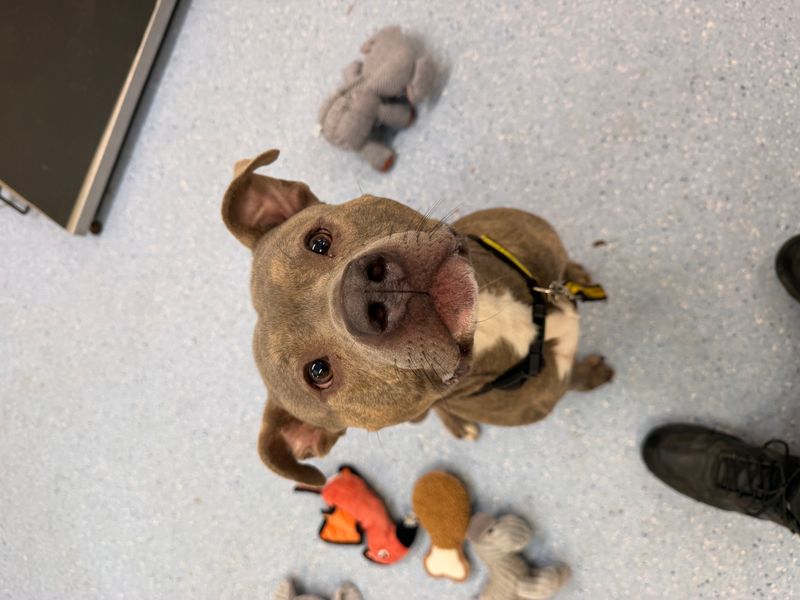 Zeus | Terrier (American Staffordshire) | Loughborough - 1