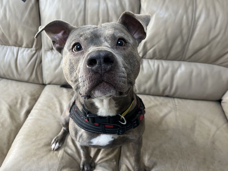 Zeus | Terrier (American Staffordshire) | Loughborough - 2