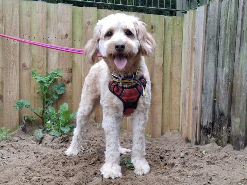 Tilly | Collie (Border) Cross | Ilfracombe - 2